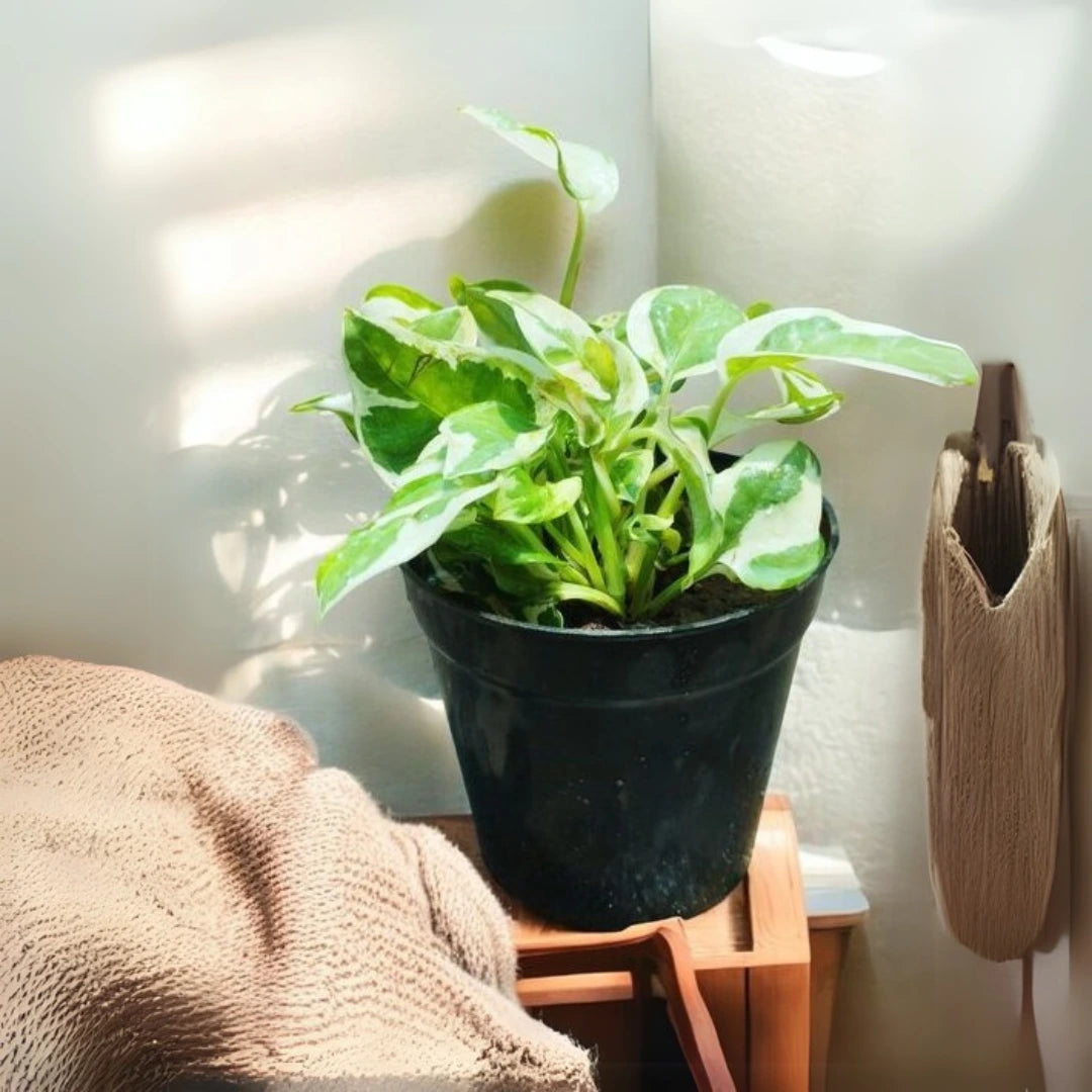 Money Plant - Enjoy Pothos