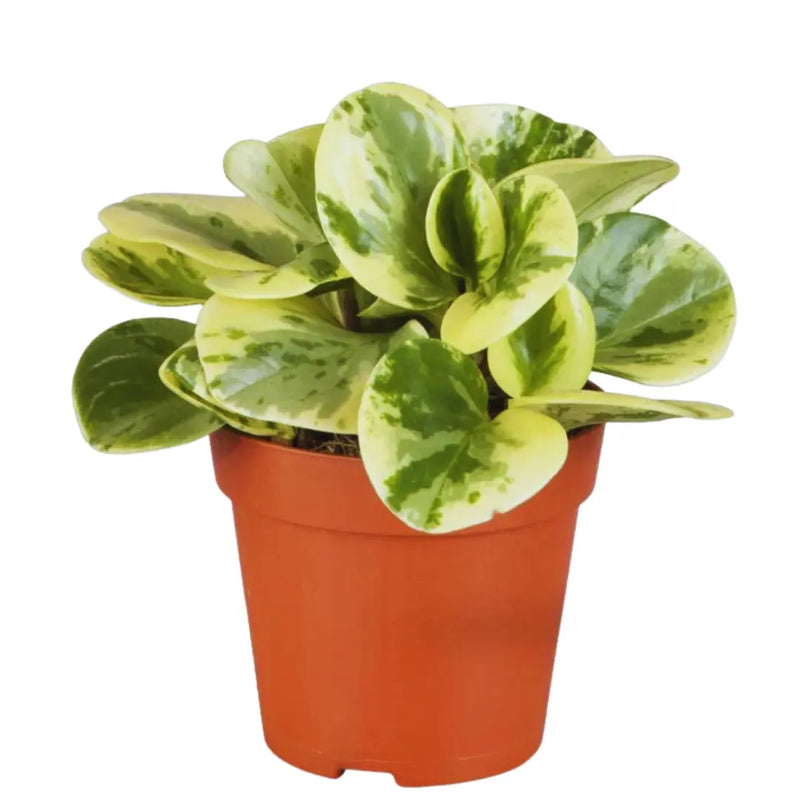 Peperomia Green Variegated - Live Plant