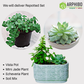 GIFT SET ASSORTED VISTA SUCCULENTS CEPVIST8