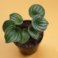 Peperomia Watermelon Variegated Live Plant Small 3Inch