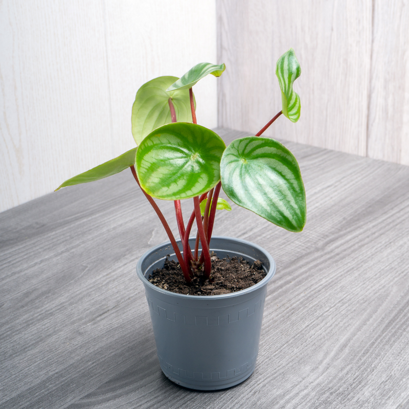 Peperomia Watermelon Variegated Live Plant Small 3Inch