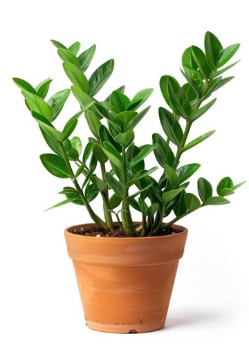 zamioculcas zamiifolia indoor small plant