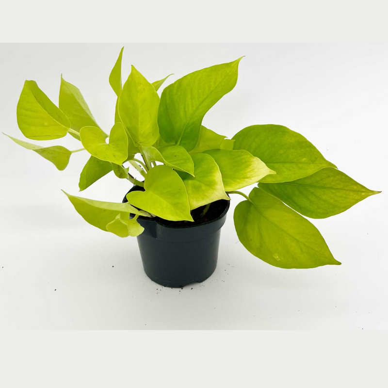 Epipremnum Aureum 'Neon' (Neon Pothos) Live Indoor Plant