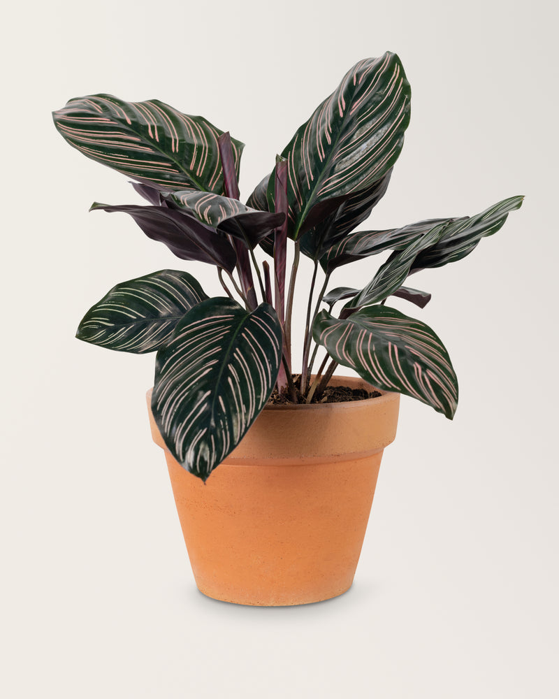 Calathea Ornata Pinstripe Live Plant 12 Inch in PVC Pot