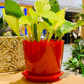 Epipremnum Aureum 'Neon' (Neon Pothos) Live Indoor Plant