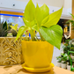 Epipremnum Aureum 'Neon' (Neon Pothos) Live Indoor Plant