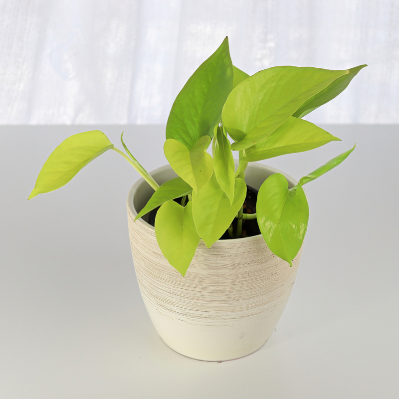 Epipremnum Aureum 'Neon' (Neon Pothos) Live Indoor Plant