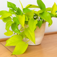 Epipremnum Aureum 'Neon' (Neon Pothos) Live Indoor Plant