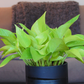 Epipremnum Aureum 'Neon' (Neon Pothos) Live Indoor Plant