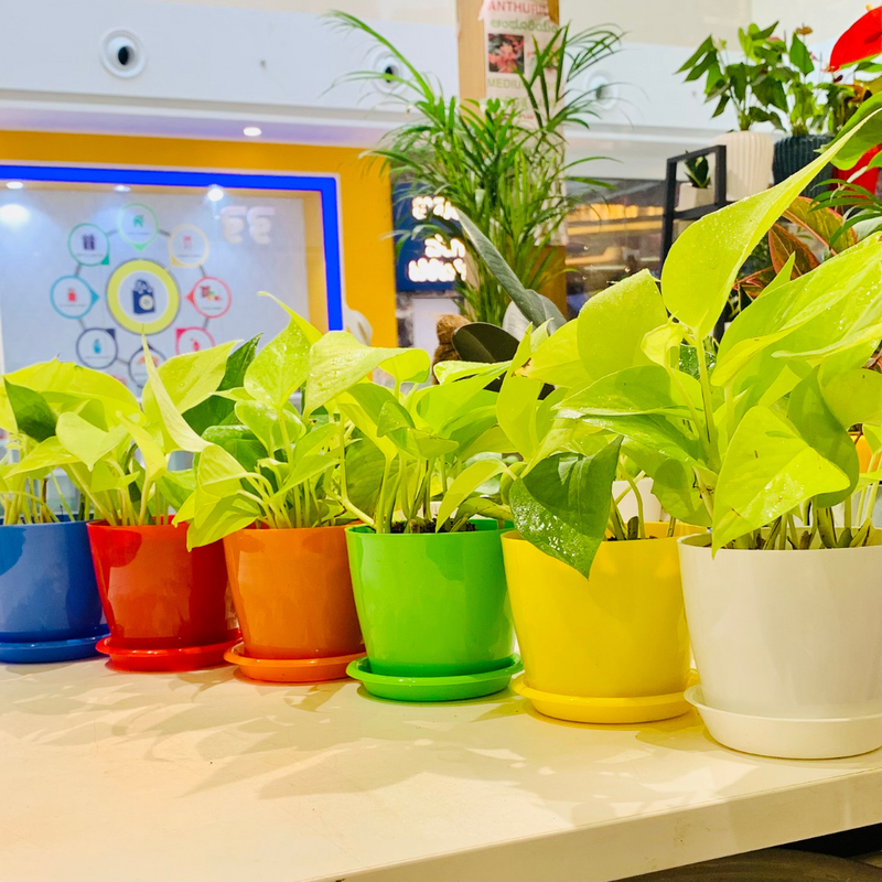 Epipremnum Aureum 'Neon' (Neon Pothos) Live Indoor Plant