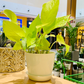 Epipremnum Aureum 'Neon' (Neon Pothos) Live Indoor Plant