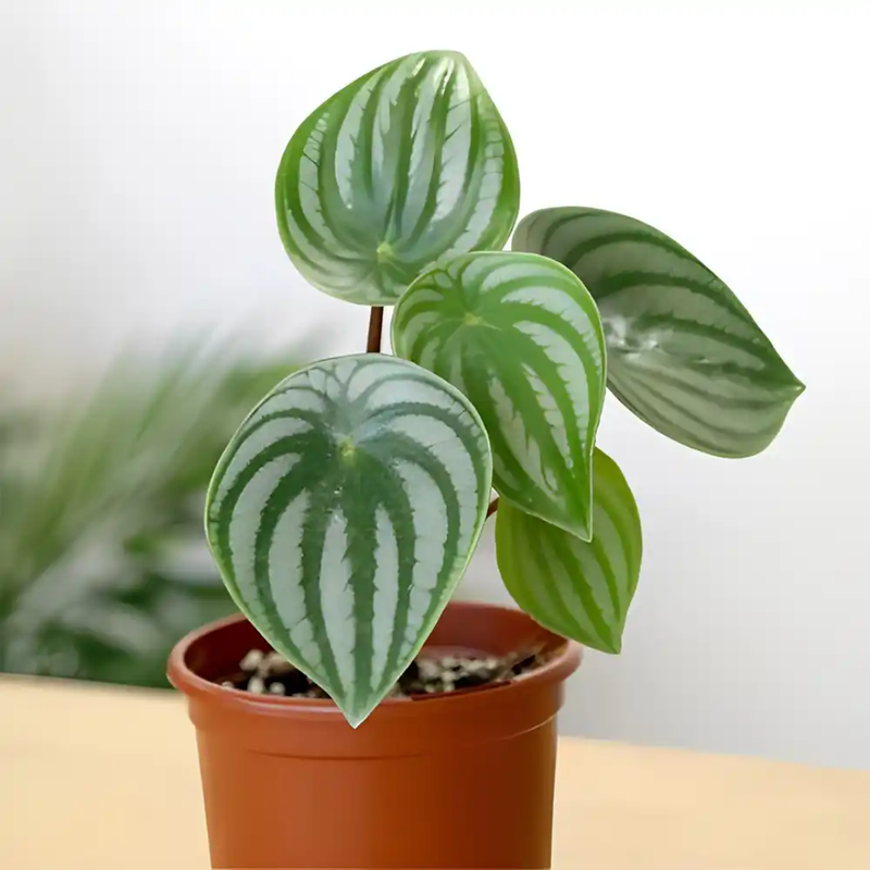 Peperomia Watermelon Variegated Live Plant Small 3Inch