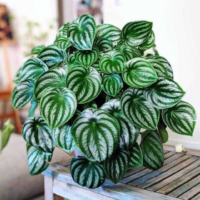 Peperomia Watermelon Variegated Live Plant Small 3Inch