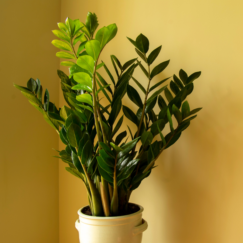 plant zamioculcas zamiifolia