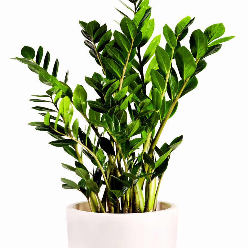 zamioculcas live plant