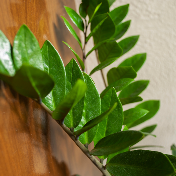 zamioculcas zamiifolia zz live plant