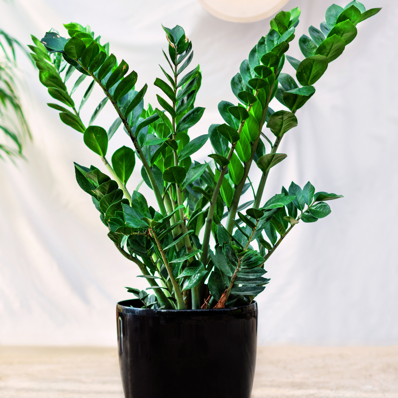 indoor plant zamioculcas zamiifolia