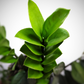 zamioculcas zamiifolia small live plant