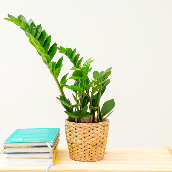 zamioculcas zamiifolia zz small plant